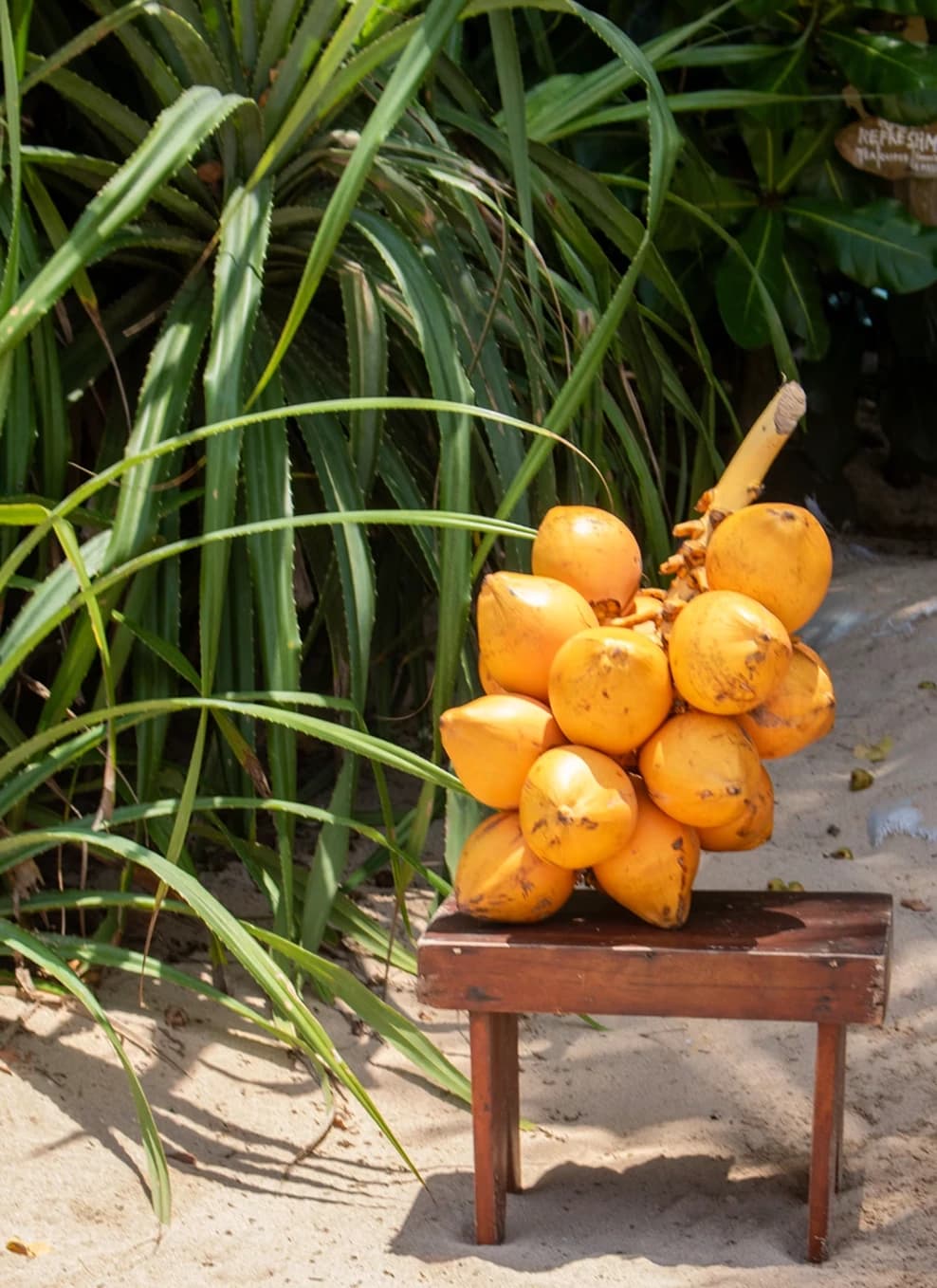 Organic fresh coconuts bunched on palm grove floor