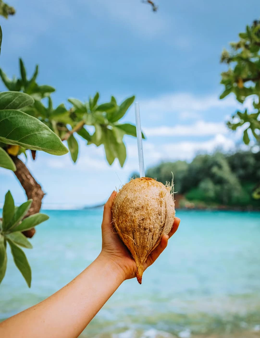 Clean ripe coconut showing natural golden husk texture